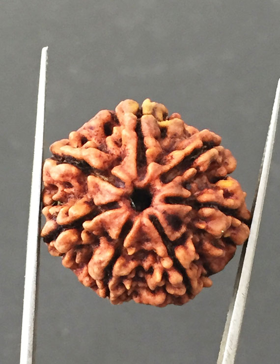 7 Mukhi Certified Nepali Rudraksha Size- 23.5 mm